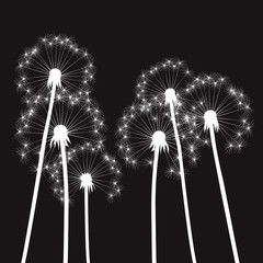 white vector dandelions and black background