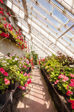 Interior of greenhouse with a variety of flowers