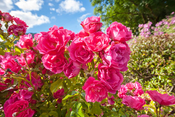 Obraz na płótnie Canvas Pink roses in the Garden of Eden
