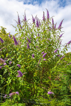 Butterfly Bush