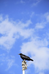 カラス