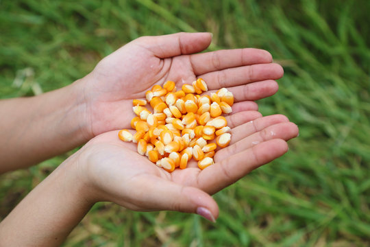 fresh raw corn in hand