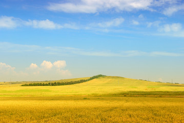 Wheaten field