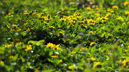  Yellow flowers on the field