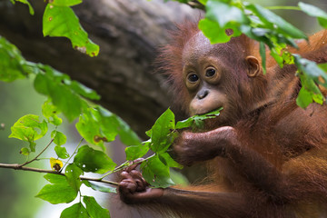 Borneo Orangutan - obrazy, fototapety, plakaty
