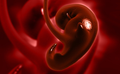 embryonic development - obrazy, fototapety, plakaty