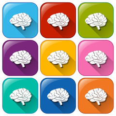 Buttons with brain organ