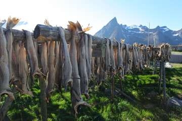 Dried cod in Lofoten - obrazy, fototapety, plakaty