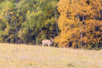 Obraz na płótnie Canvas Roe deer in a field