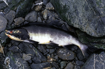Capture salmon at the beach.