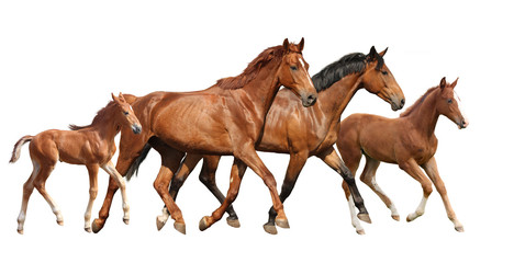 Two brown horses and two little foals family running free - obrazy, fototapety, plakaty