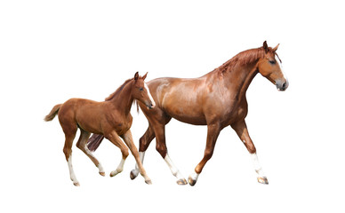 Chestnut horse and its cute foal running fast