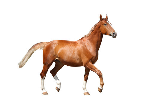 Chestnut brown horse running free on white background
