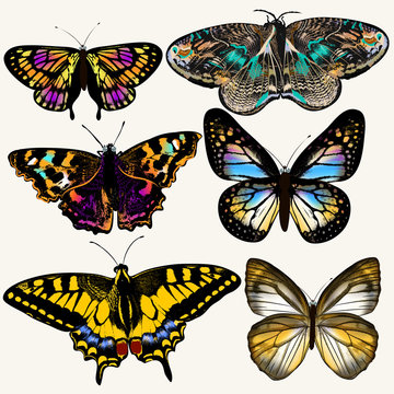 Collection of vector colorful butterflies in vintage style