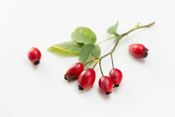 Rosehip (Rosa canina)