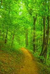 path between trees in the forest in summertime