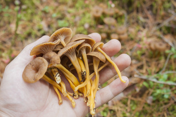 Yellowfeet on a hand