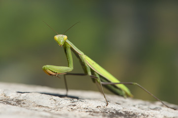 mantide religiosa