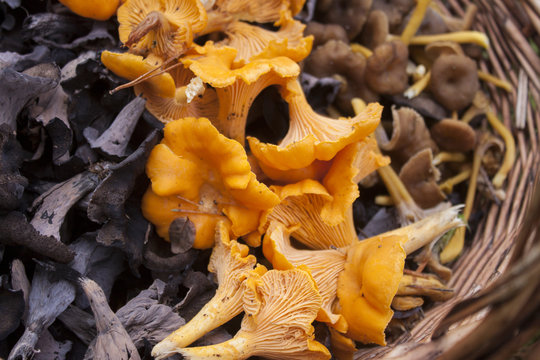 Black, ordinary and funnel chantarelle