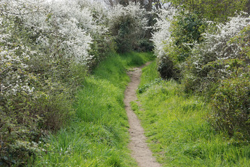 A path at spring