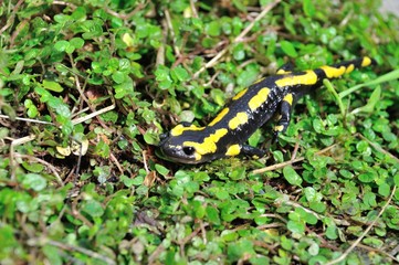 Salamander