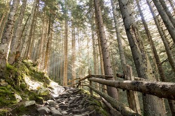 Waldwanderweg