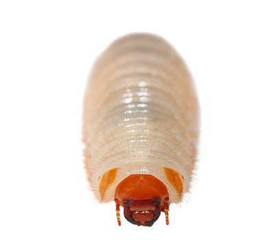 beetle larva isolated on white