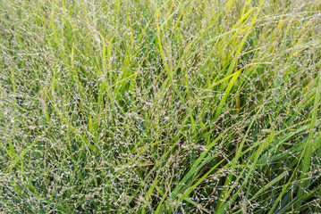 Wild flower plants meadow in autumn light