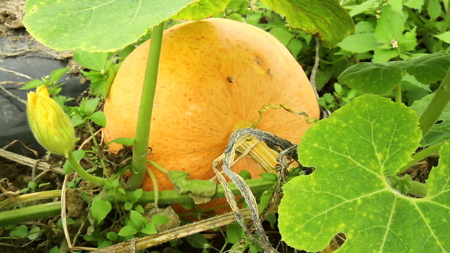 Pumpkin in the garden.