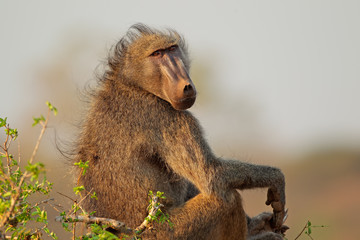 Chacma baboon, Kruger National Park