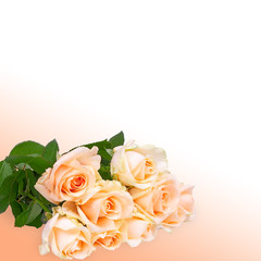 Roses bouquet isolated; beautiful floral abstract background