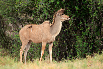 Female Kudu antelope in natural habitat