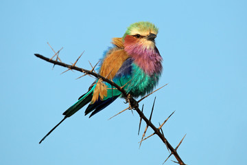 Lilac-breasted roller
