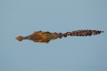 Crocodile du Nil immergé dans l& 39 eau