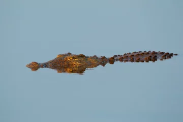 Photo sur Plexiglas Crocodile Crocodile du Nil immergé dans l& 39 eau