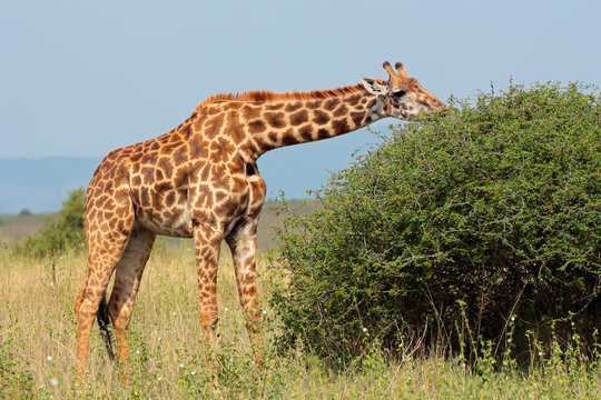 Masai giraffe feeding on a tree