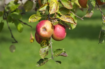 Rosengold Äpfel am Zweig