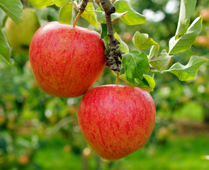 Delicious fresh Apples in the Garden