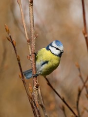 Small cute blue tit perched on a twig in a bush