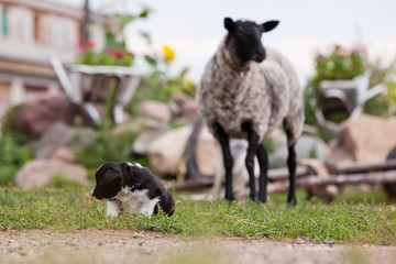 Border Collie puppy playing outside on the farm