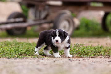 Naklejka na ściany i meble Border Collie puppy playing outside on the farm