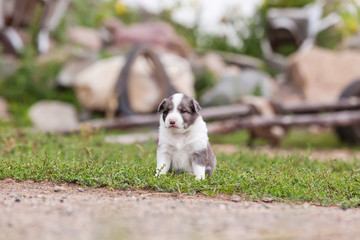 Border Collie puppy playing outside on the farm
