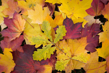 Naklejka na ściany i meble Fall autumn leaves