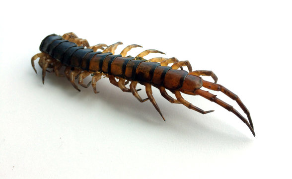 die centipede Ethmostigmus rubripes isolate