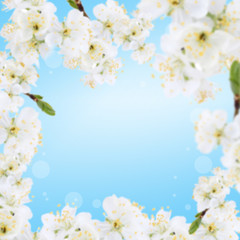 Frame of blooming tree branch with white flowers
