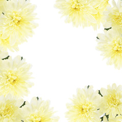 Frame of beautiful chrysanthemum flowers, isolated on white