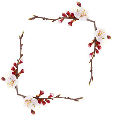 Frame of beautiful apricot blossom isolated on white