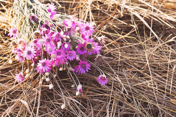 Beautiful wild flowers on straw close-up