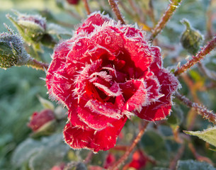 Beautiful red rose in the frosty morning in the garden