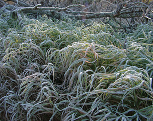 Grass covered with hoarfrost in the frosty morning